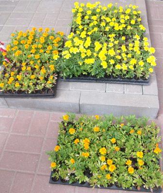 100_6700.jpg